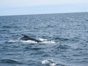 Cape Cod bálnales Cape Cod bálnales