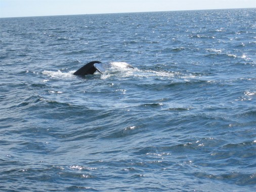Cape Cod bálnales